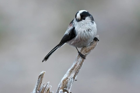 Long-tailed Tit (Aegithalos caudatus europaeus)