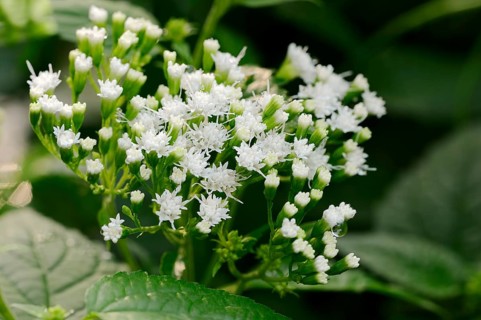 White Snakeroot or Tall Boneset (Ageratina altissima