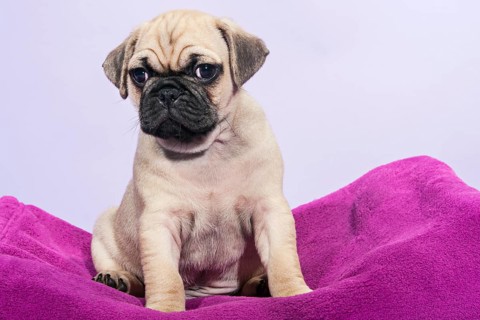 Pug