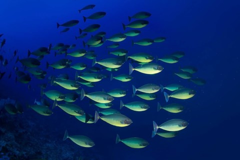 Shoal of Bluetail Unicornfish (Naso hexacanthus)