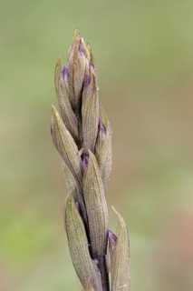 Violet Limodore (Limodorum abortivum)
