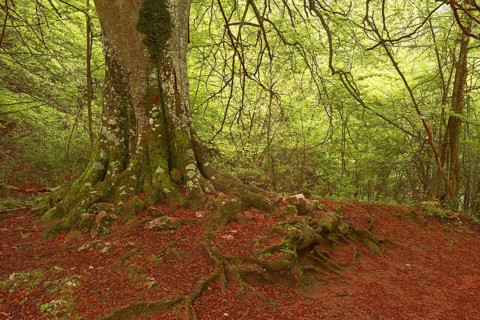 Beech trees