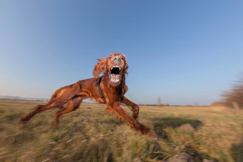 Irish Setter dog displaying playful aggressive behavior