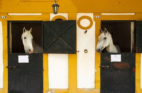 Stallions in their box stalls during the Feria del Caballo Horse Fair