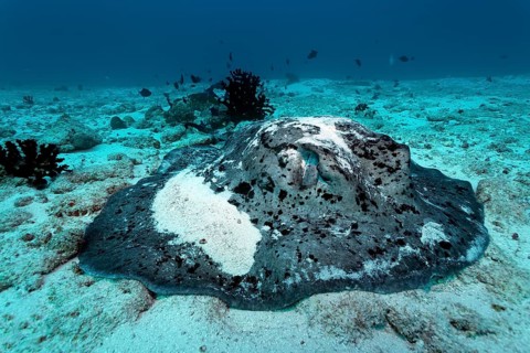 Round Ribbontail Ray (Taeniura meyeni) resting on the sandy ocean floor