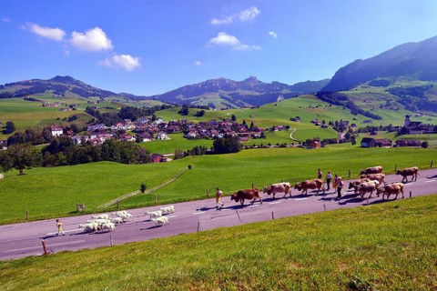 Farmers driving down cattle and goats from the alps