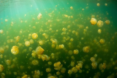 Golden Medusas or Papuan Jellyfish (Papua Mastigias)