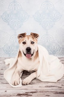 Akita or Akita Inu mix