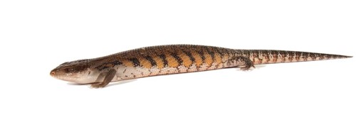 Eastern Blue-tongued Lizard (Tiliqua scincoides scincoides)