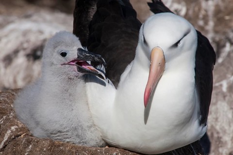 Black-browed Albatross or Black-browed Mollymawk (Thalassarche melanophris)