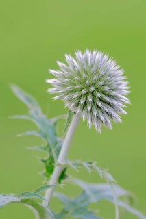 Small globe thistle (Echinops ritro)