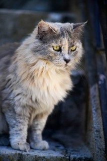 Attentive domestic cat on the stairs