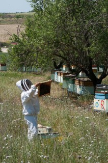Beekeeper checking a frame of brood