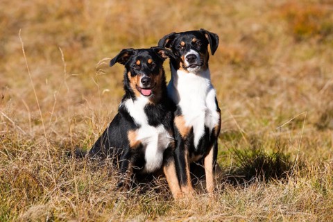 Appenzeller Sennenhund