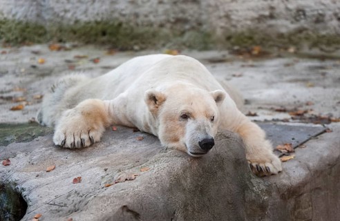 Polar Bear (Ursus maritimus)