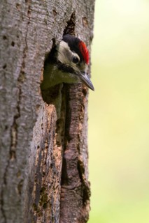Great Spotted Woodpecker (Dendrocopos major)
