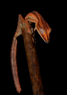 Lined Leaf-tail Gecko (Uroplatus lineatus)