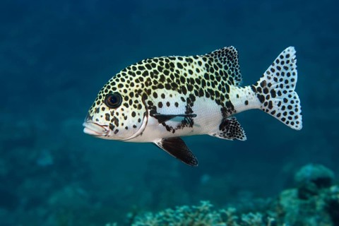 Harlequin Sweetlips (Plectorhinchus chaetodonoides)