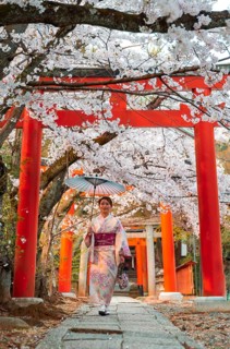 Japanese woman with kimono under blossoming cherry trees