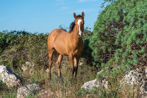 Horse