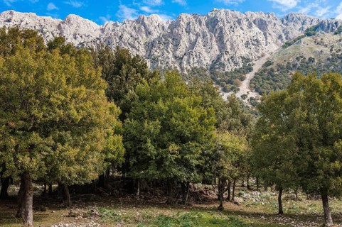 Mountain landscape with limestone rocks and an oak forest (Quercus)