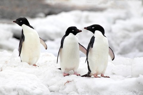 Adelie Penguins (Pygoscelis adeliae)