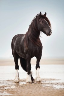 Shire Horse gelding