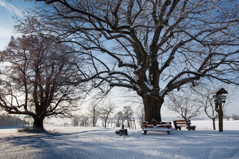 Trees in the snow