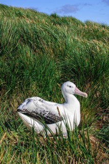 Wandering Albatross (Diomedea exulans) at its nesting site