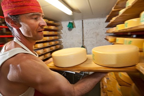 Dairyman storing cheese wheels produced by him in the cheese cellar