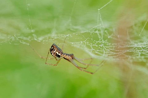 European Sheet-web Spider (Linyphia triangularis)