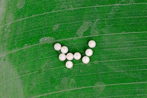 Eggs from the Pale Owl or Giant Owl butterfly (Caligo memnon)
