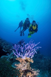 Three scuba divers with a Sponge (Demospongiae) in the reef