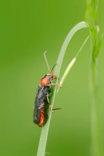 Soldier Beetle (Cantharis fusca)