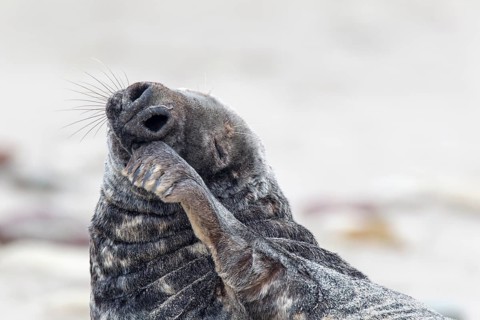 Grey Seal (Halichoerus grypus)