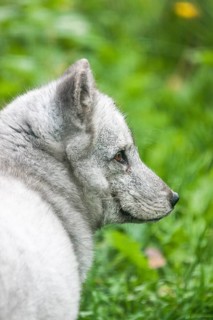 Arctic Fox (Vulpes lagopus)