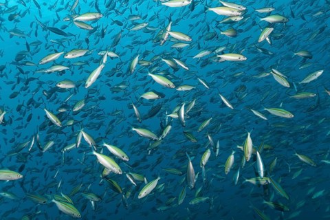 A shoal of Variable-Lined Fusilier (Caesio varilineata)