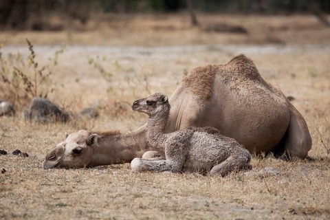 Dromedary (Camelus dromedarius) with young