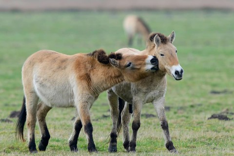 Przewalski's Horses (Equus ferus przewalskii)