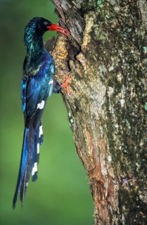 Green Wood Hoopoe or Kakelaar (Phoeniculus purpureus) feeding its young on a tree hole
