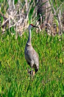 Sandhill Crane (Grus canadensis) with young