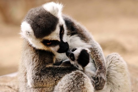 Ring-tailed Lemurs (Lemur catta) with young