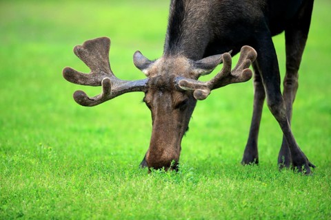 Moose (Alces alces)