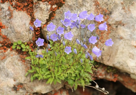 Earleaf Bellflower or Fairies' Thimbles (Campanula cochleariifolia)