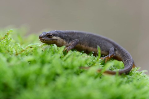 Smooth newt (Lissotriton vulgaris)