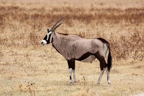 Gemsbok (Oryx gazella)