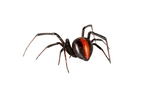 Redback Spider (Latrodectus hasselti)