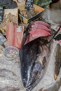 Yellowfin Tuna