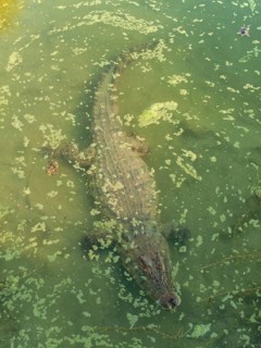Nile Crocodile (Crocodylus niloticus)
