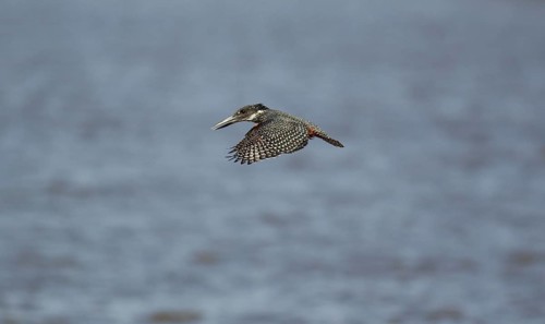 Giant Kingfisher (Megaceryle maximus)
